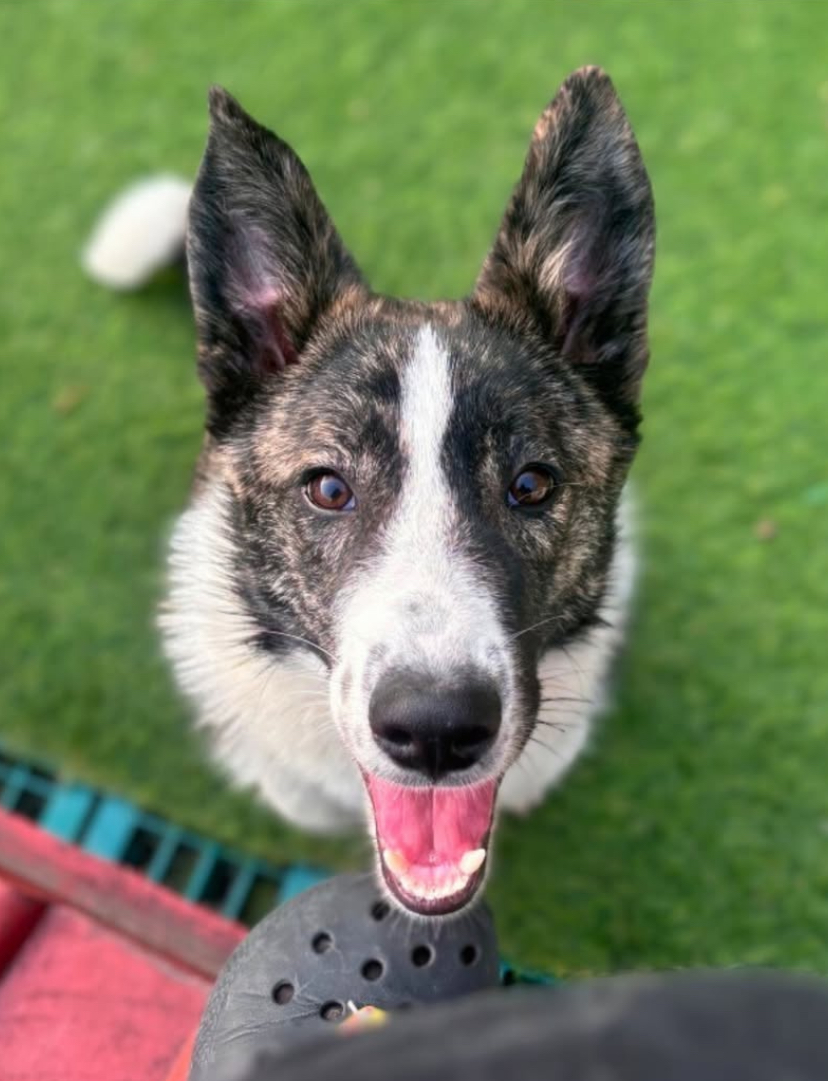 Border Collie Puppy