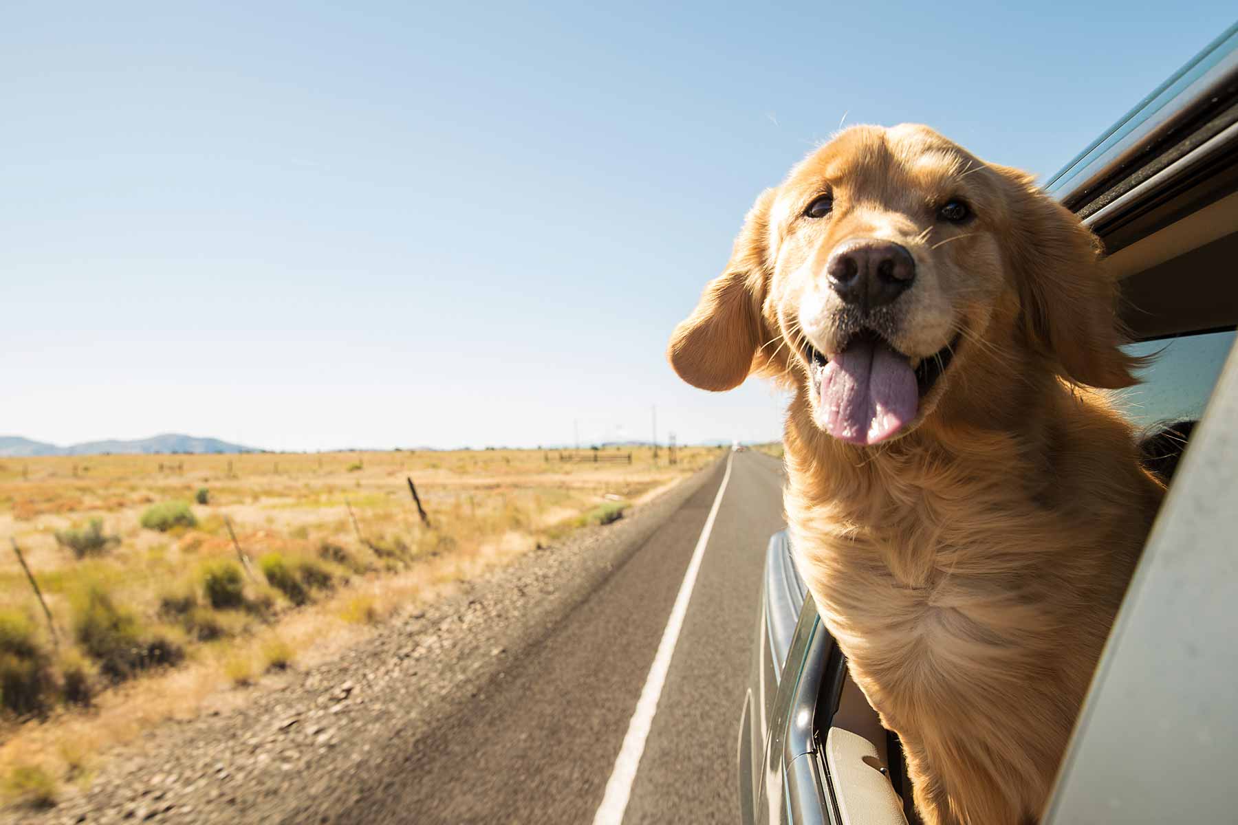 Dog of the month - Golden Retriever